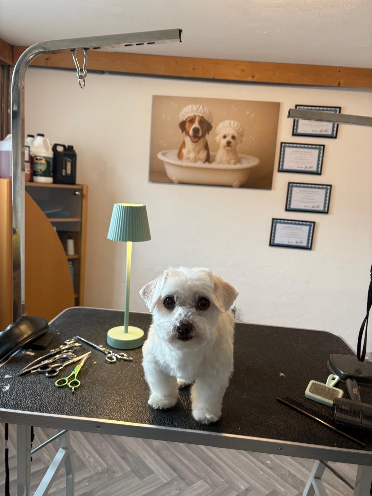 Hund bei AlpenDOGS