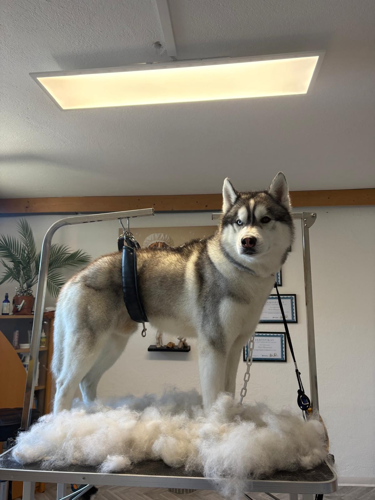 Hund nach der Fellpflege