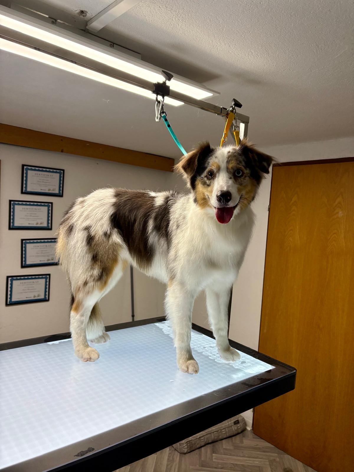 Hund nach der Fellpflege