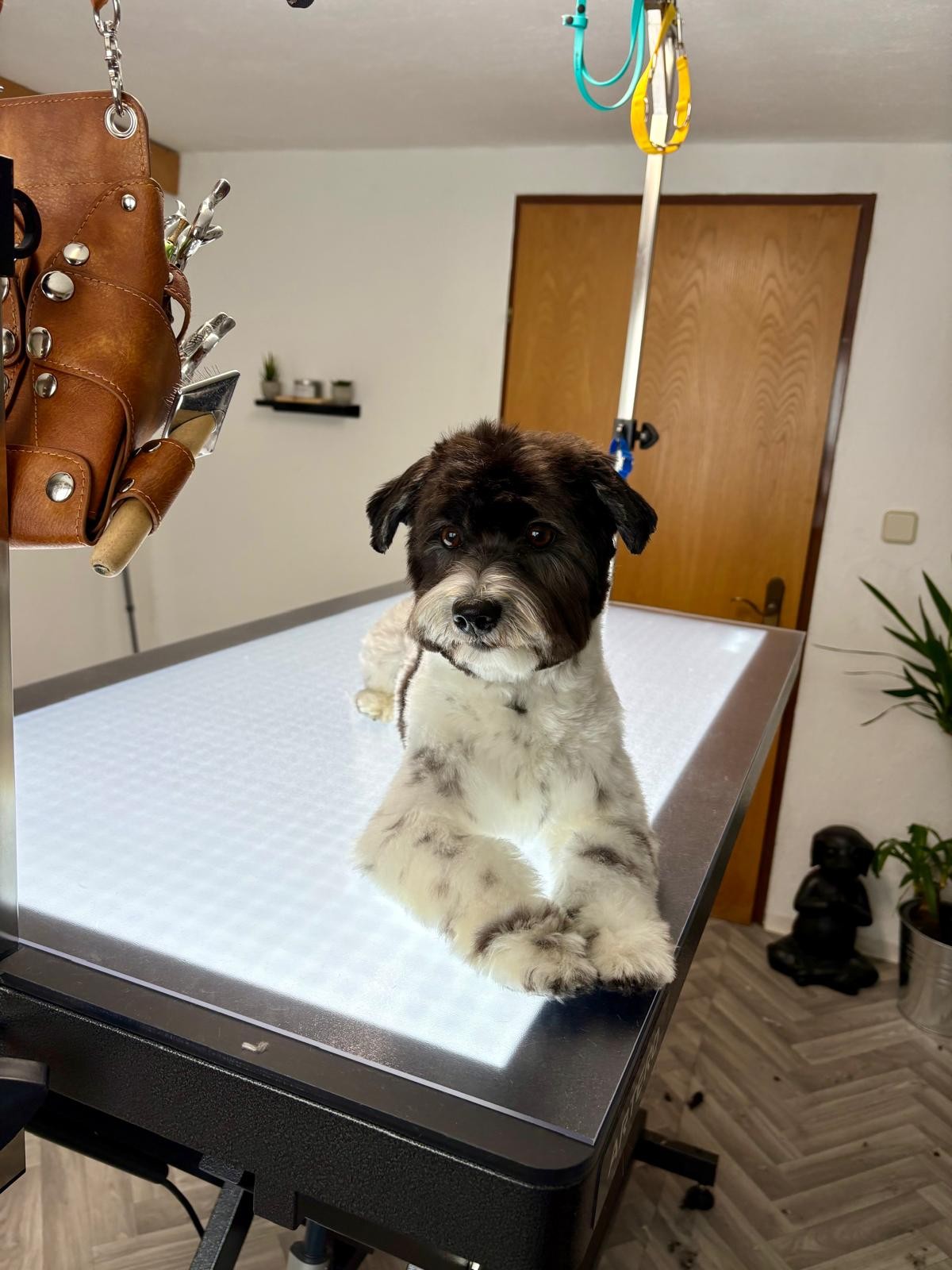 Hund nach der Fellpflege