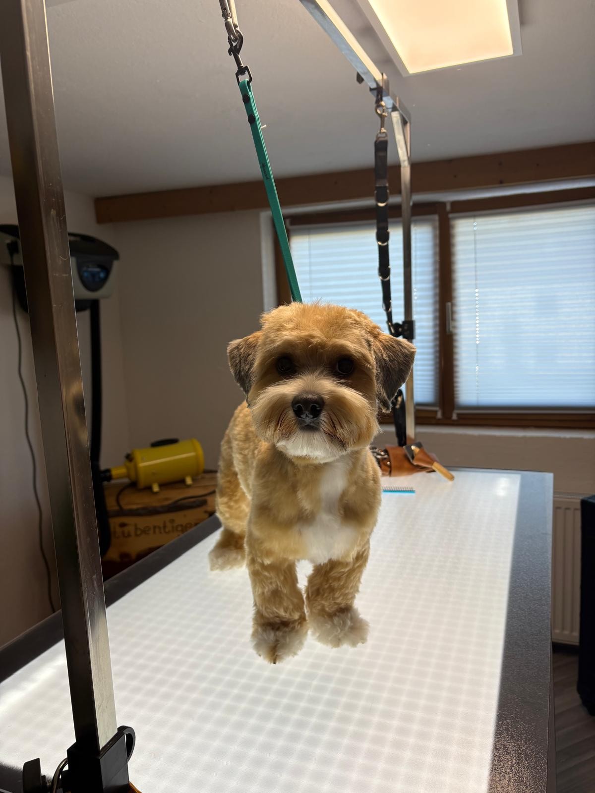 Hund bei AlpenDOGS