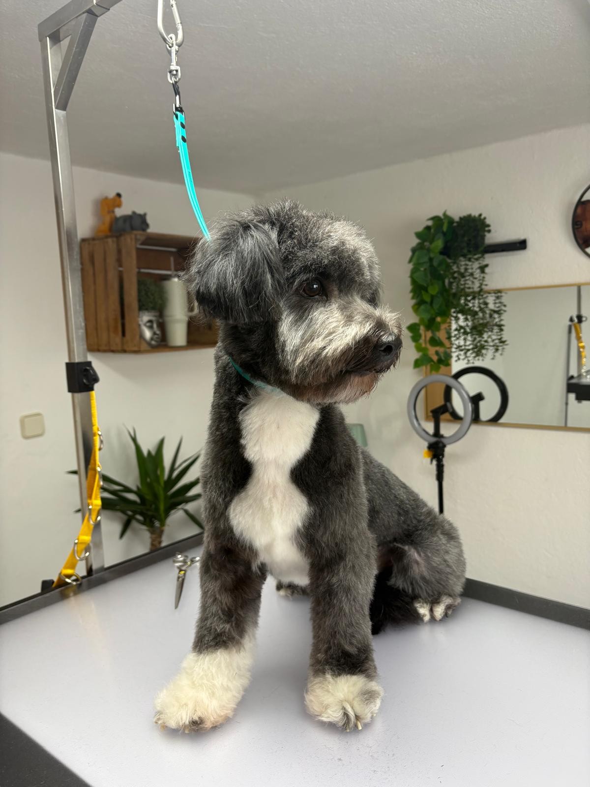 Hund bei AlpenDOGS
