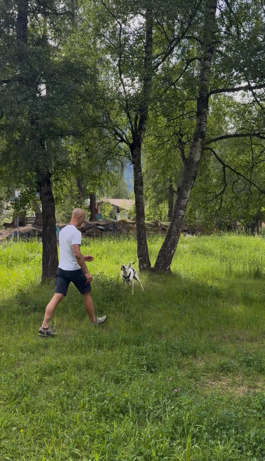 Hundetraining bei AlpenDOGS