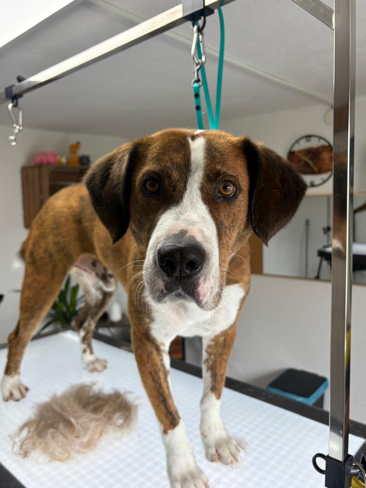 Hund bei der Fellpflege