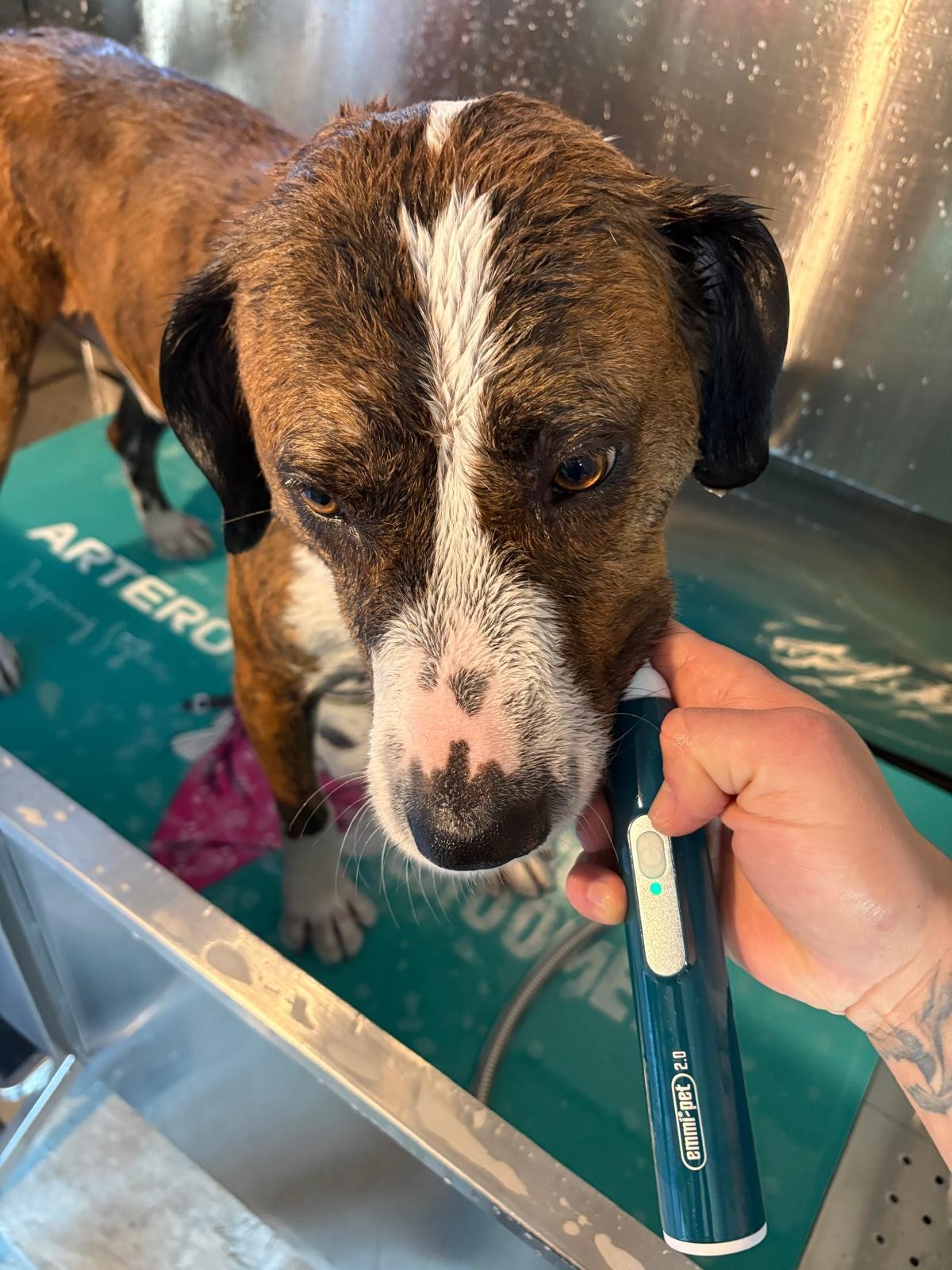 Hund beim Baden