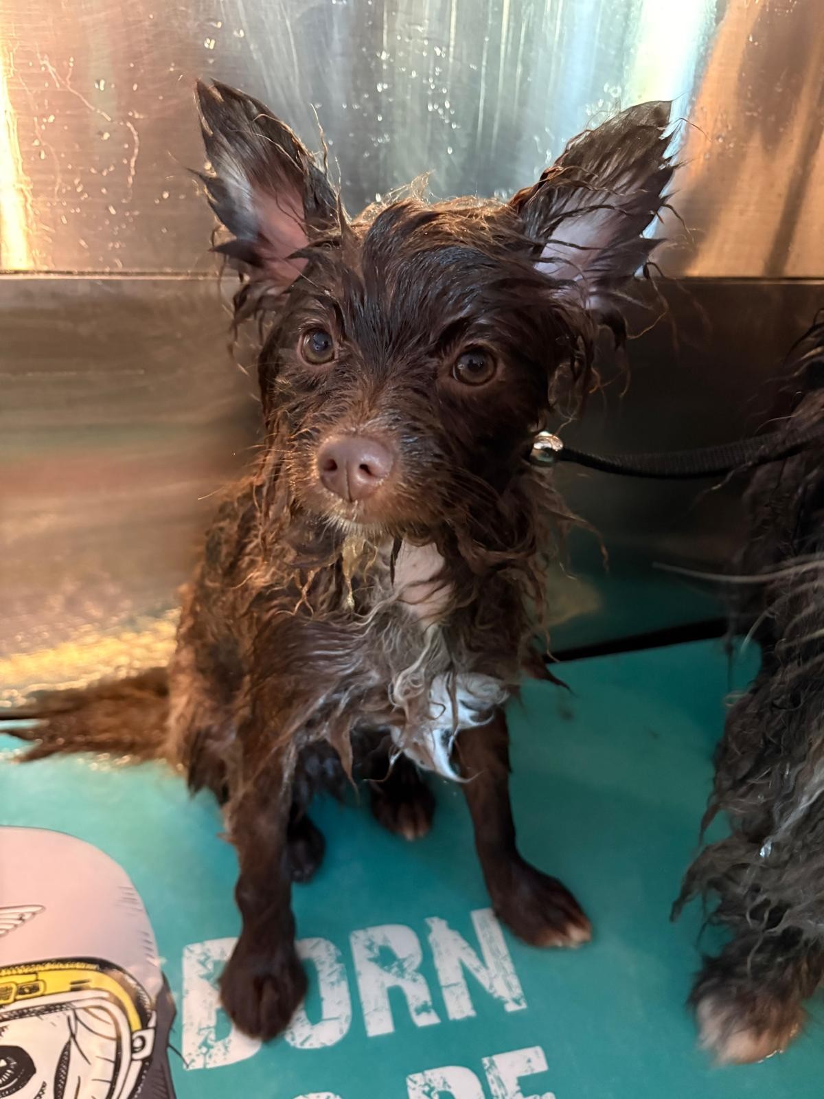 Hund beim Baden