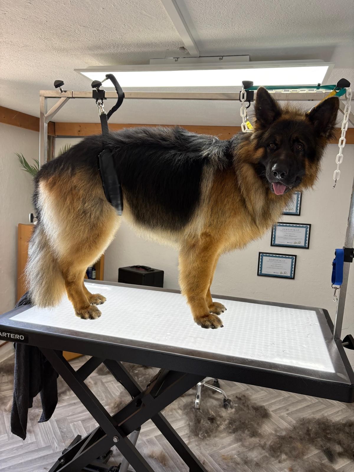 Hund nach der Fellpflege