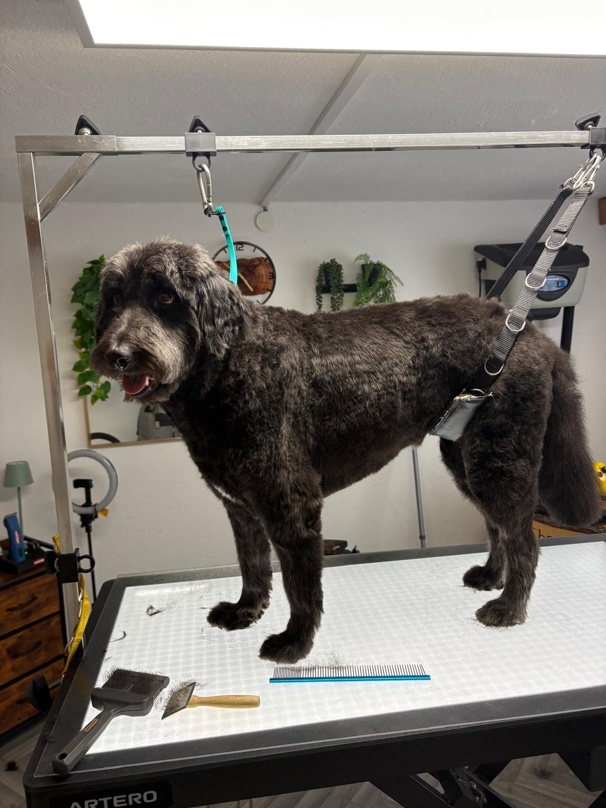 Hund nach der Fellpflege